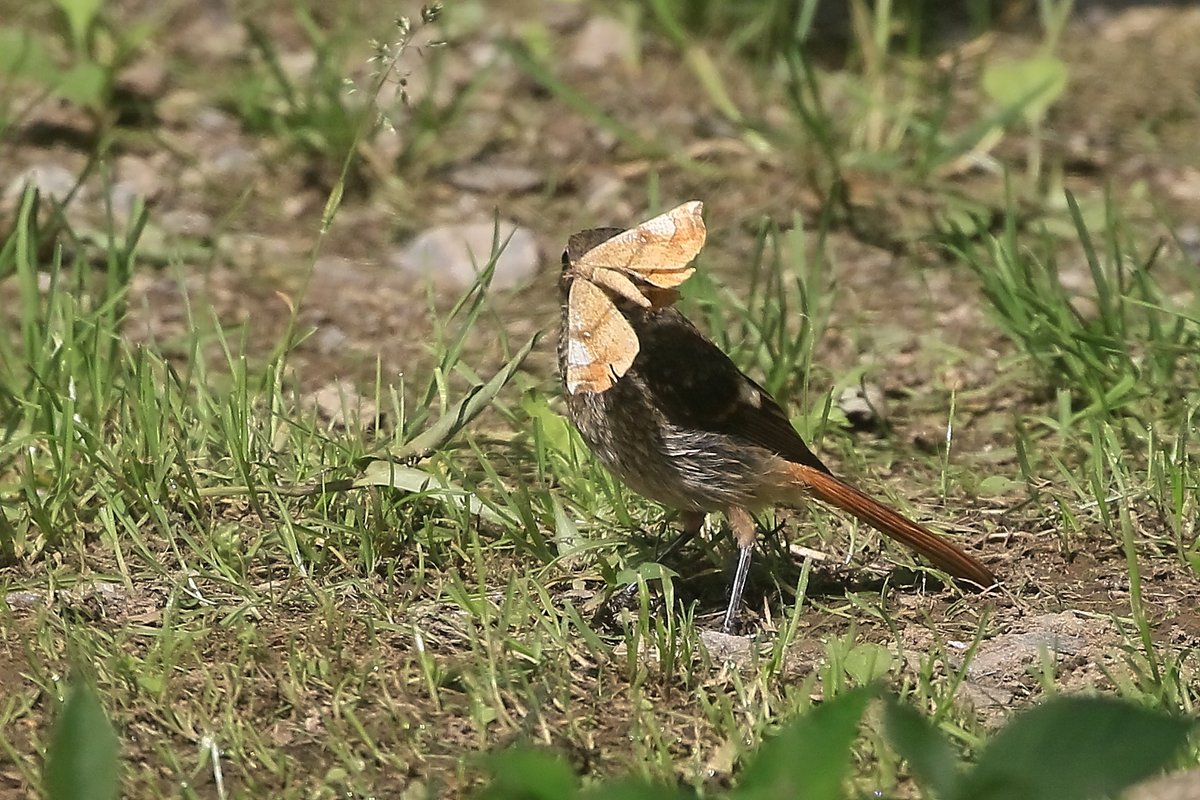 minechi55's tweet photo. 今日のひとコマ。ジョビの幼鳥（メス）が木の上から飛び降りてくると目ざとく獲物をゲット。顔が隠れるくらいある、こんな大きな獲物をどうするんだろと思っていたらパクっと丸呑みしてしまいました（4枚目は食べ終わった後）。逞しく成長しました。 https://t.co/YMVmc7b28w