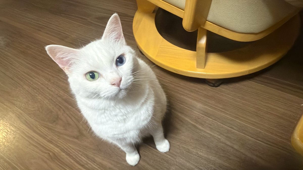 pad_else's tweet photo. 寝る前と朝イチの猫たち〜〜〜っっっ!!!🐈🐈🐈

PC触ってるときは絶対デスクトップの上でまったりしてるみこちゃん🐈
と
歩いてると敢えて正面に滑り込んでくるらんちゃん🐈

仕事行く前に後ろ髪めちゃ引かれるからいつも遅刻しかけるw

しごはじ!!!🏃‍♂️💨️

#猫のいる暮らし #ねこかわいいね https://t.co/L4iKX9eDHZ