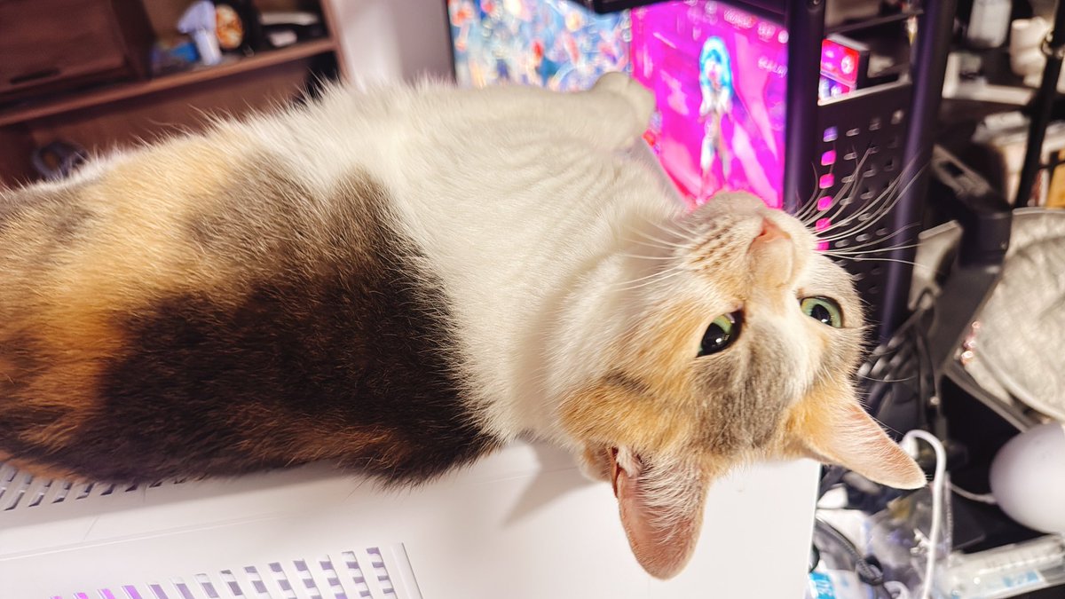 pad_else's tweet photo. 寝る前と朝イチの猫たち〜〜〜っっっ!!!🐈🐈🐈

PC触ってるときは絶対デスクトップの上でまったりしてるみこちゃん🐈
と
歩いてると敢えて正面に滑り込んでくるらんちゃん🐈

仕事行く前に後ろ髪めちゃ引かれるからいつも遅刻しかけるw

しごはじ!!!🏃‍♂️💨️

#猫のいる暮らし #ねこかわいいね https://t.co/L4iKX9eDHZ