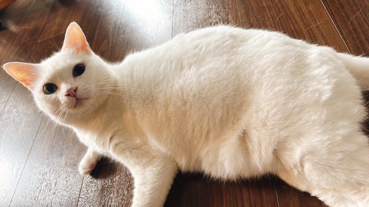 pad_else's tweet photo. 寝る前と朝イチの猫たち〜〜〜っっっ!!!🐈🐈🐈

PC触ってるときは絶対デスクトップの上でまったりしてるみこちゃん🐈
と
歩いてると敢えて正面に滑り込んでくるらんちゃん🐈

仕事行く前に後ろ髪めちゃ引かれるからいつも遅刻しかけるw

しごはじ!!!🏃‍♂️💨️

#猫のいる暮らし #ねこかわいいね https://t.co/L4iKX9eDHZ