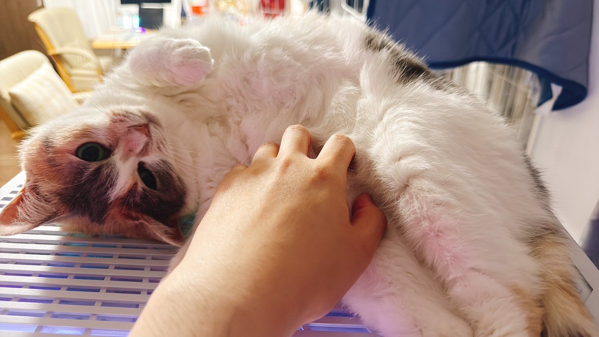 pad_else's tweet photo. 寝る前と朝イチの猫たち〜〜〜っっっ!!!🐈🐈🐈

PC触ってるときは絶対デスクトップの上でまったりしてるみこちゃん🐈
と
歩いてると敢えて正面に滑り込んでくるらんちゃん🐈

仕事行く前に後ろ髪めちゃ引かれるからいつも遅刻しかけるw

しごはじ!!!🏃‍♂️💨️

#猫のいる暮らし #ねこかわいいね https://t.co/L4iKX9eDHZ