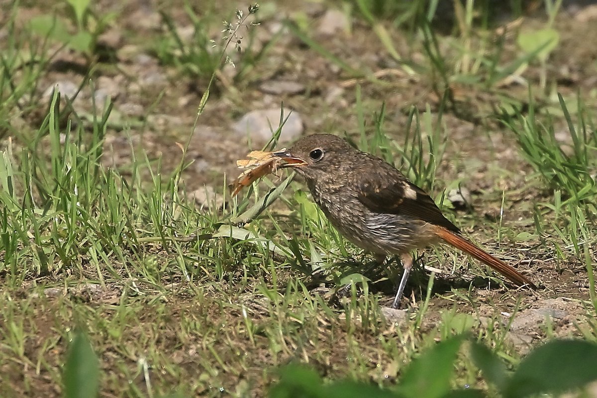 minechi55's tweet photo. 今日のひとコマ。ジョビの幼鳥（メス）が木の上から飛び降りてくると目ざとく獲物をゲット。顔が隠れるくらいある、こんな大きな獲物をどうするんだろと思っていたらパクっと丸呑みしてしまいました（4枚目は食べ終わった後）。逞しく成長しました。 https://t.co/YMVmc7b28w
