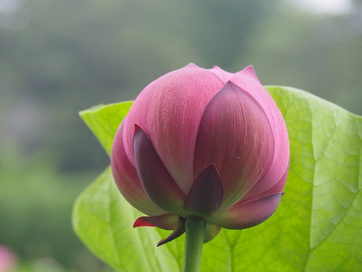 nakatechi's tweet photo. 行田、古代蓮の里。
目線の高さに大きな古代蓮の花が咲き乱れている🪷
雨でも楽しめていいね！ https://t.co/cKNpci2bMt