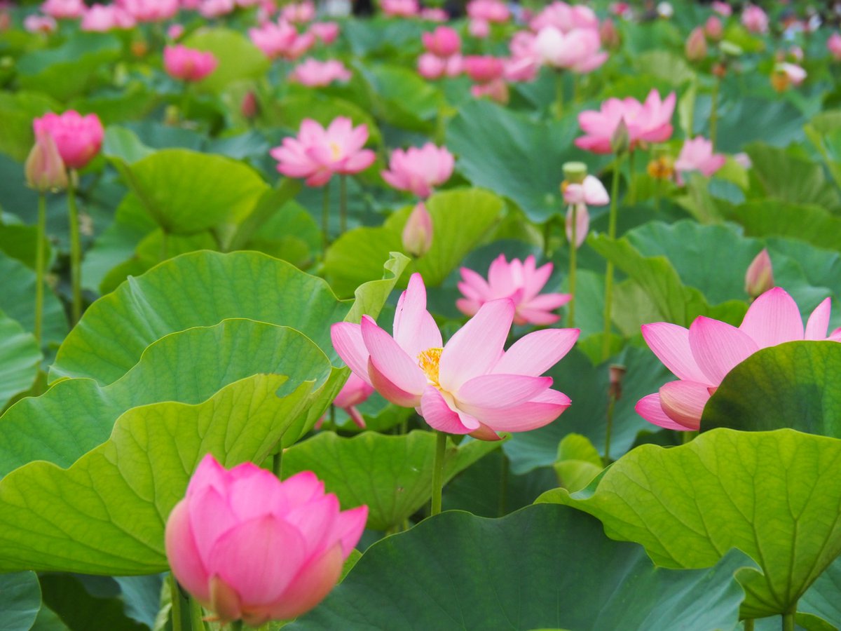 nakatechi's tweet photo. 行田、古代蓮の里。
目線の高さに大きな古代蓮の花が咲き乱れている🪷
雨でも楽しめていいね！ https://t.co/cKNpci2bMt