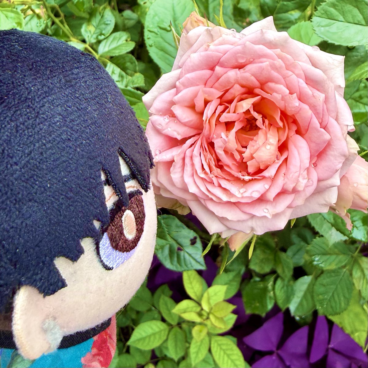 lupusnui's tweet photo. 🌹#まいにちルプスさま https://t.co/2ZkFCjLHh2