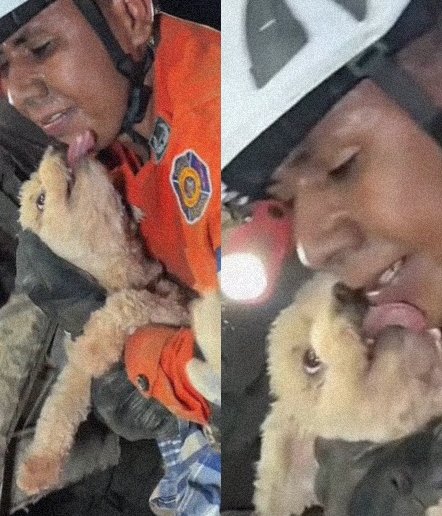 ULTIMAHORAENX's tweet photo. 🇻🇪 🐾 ❤️

**PERRA GISELLE ABRAZA A RESCATISTAS TRAS CINCO DÍAS BAJO EScombros**

Un gesto de gratitud que conmovió al mundo en medio de la tragedia.

Giselle pasó cinco días atrapada bajo los escombros en Caraballeda, Venezuela, tras el terremoto de junio de 2026. Un equipo de rescate de El Salvador la localizó y liberó tras horas de trabajo manual. Al ser sacada, la perra no paraba de lamer y besar a sus salvadores. El rescate ocurrió en Residencial El Palmar en medio de la devastación que dejó miles de muertos y heridos.

En redes usuarios destacan la lealtad y el instinto de supervivencia de los perros en desastres. Muchos agradecen la labor incansable de equipos internacionales que siguen buscando sobrevivientes. Otros ven en esta historia un símbolo de esperanza y ternura que alivia el dolor colectivo tras el sismo.

FUENTES: cuenta Puppieslover, presidente Bukele, New York Post, reportes de rescate salvadoreño, CNN.