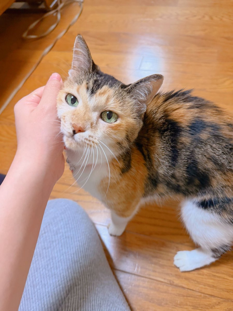 Post by あめちゃん🐱 on X: 🐱