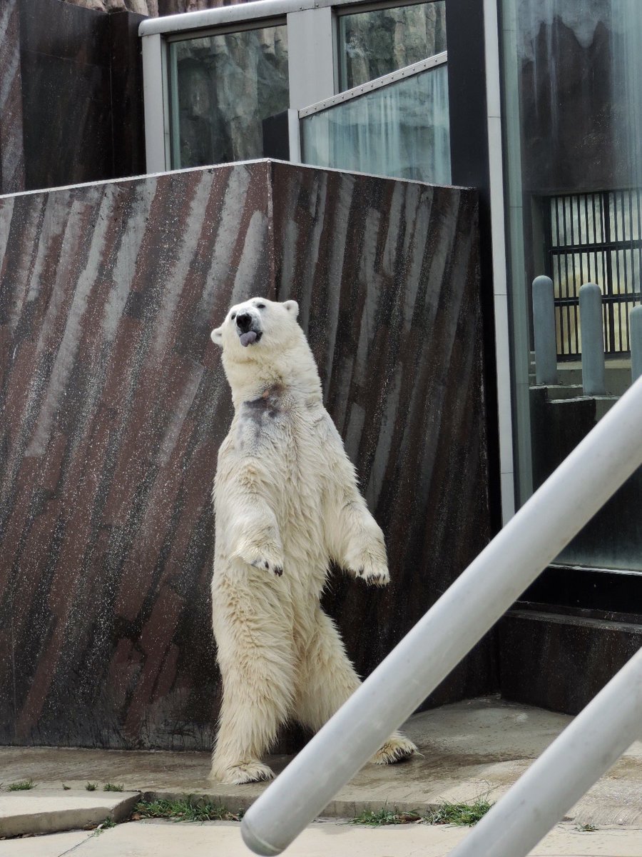 ショルダーバッグを下げたホッキョクグマさん イコロ｜恩賜上野動物園 #ホッキョクグマ #polarbear