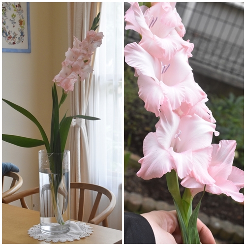 purity798's tweet photo. 【ダイソーの110円球根】植えっぱなし4年目！グラジオラスが今年も綺麗に咲きました♬（記事下にPR含）
https://t.co/RgXlF2uFVj https://t.co/I6D7DC4kII