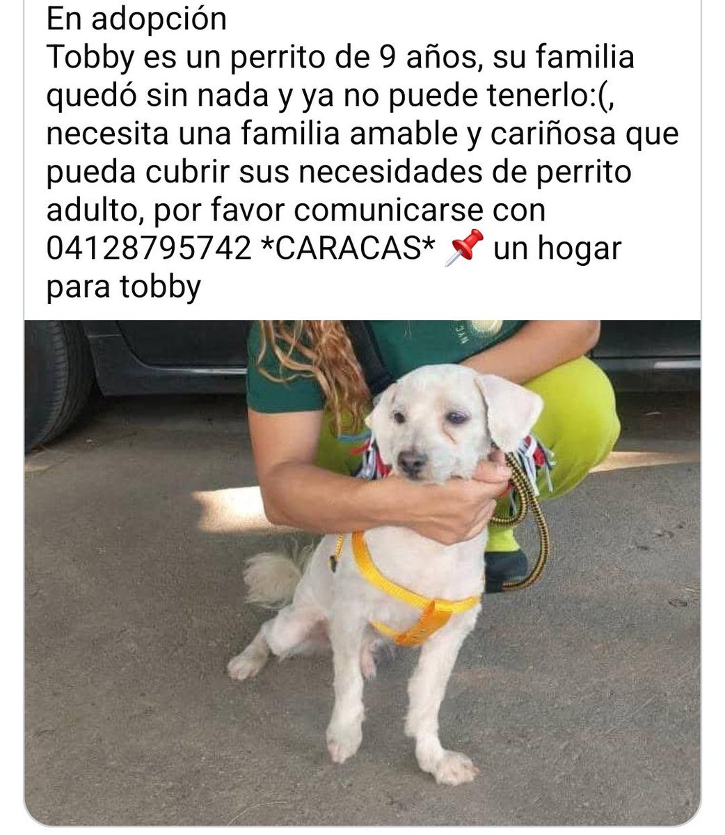 PerroUsuario's tweet photo. Toby busca una familia donde sea amado y cuidado. Caracas https://t.co/Z5qciBFfaQ