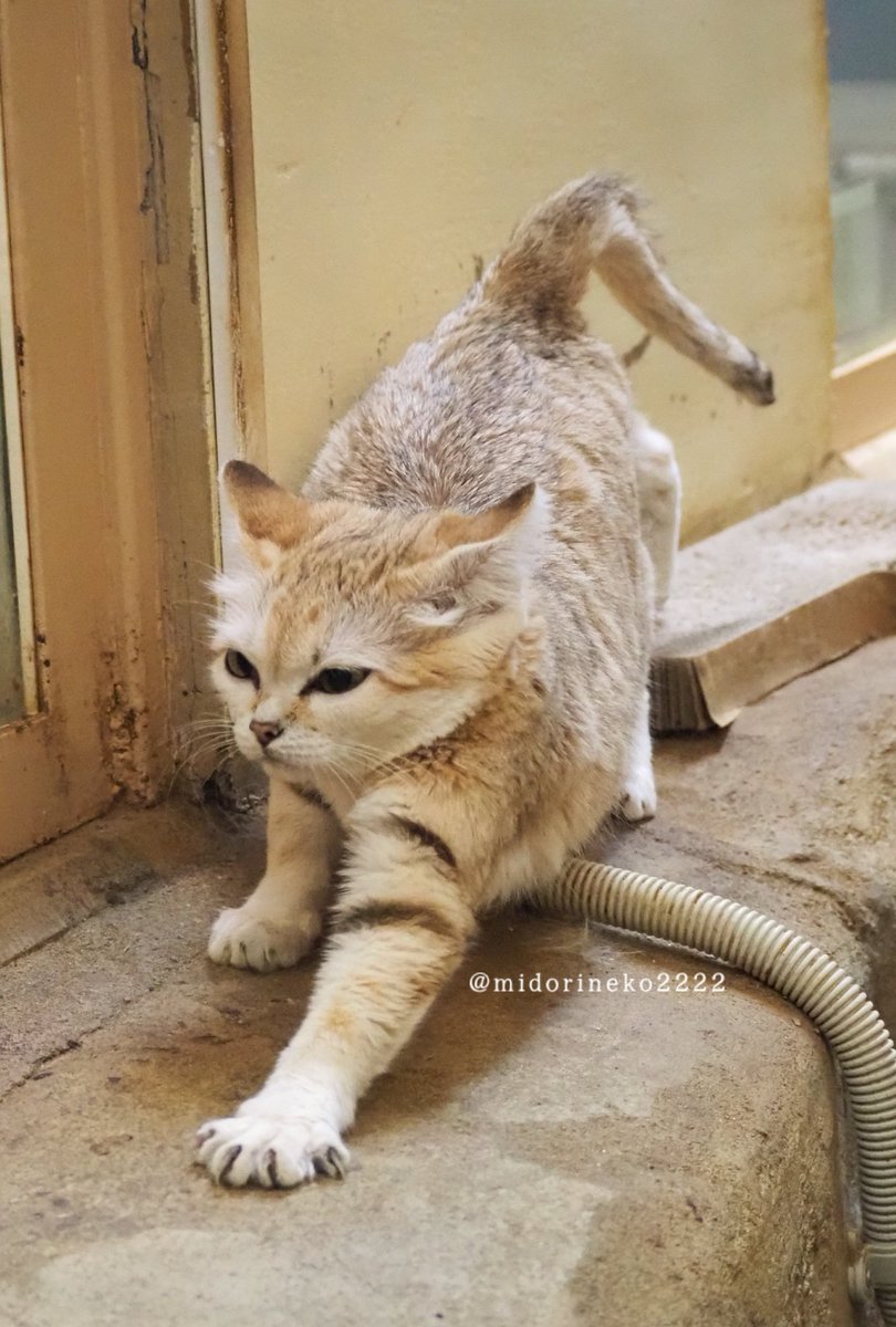 姫さまの猫 のびーーーーっと姫様で🩷、 こんにちは🐱 雨がぱらぱら降ったりやん