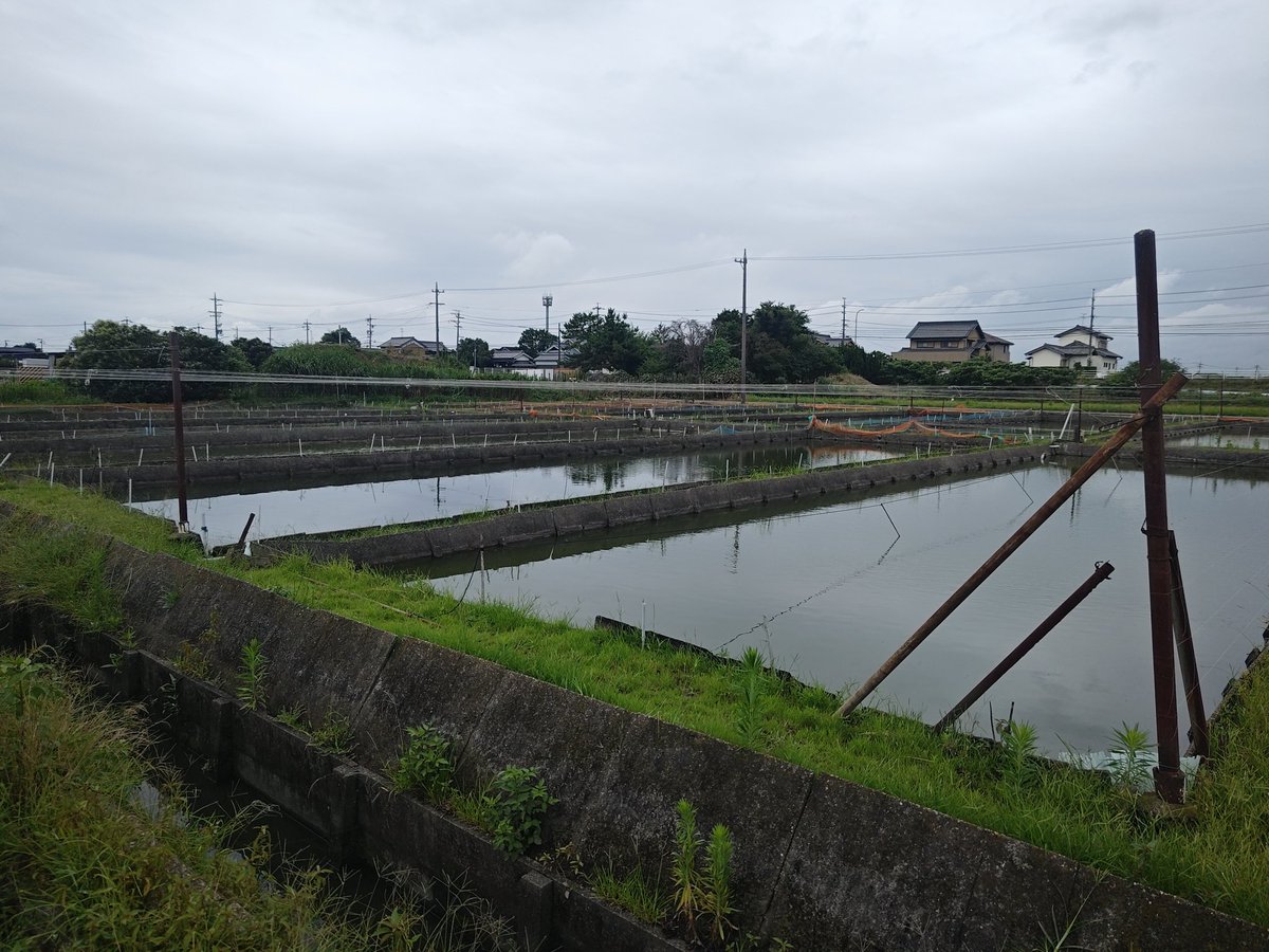 SZero9659's tweet photo. 弥富市金魚畑😀まだちっちゃい稚魚しかいませんでしたぁ😅😅 https://t.co/AcmU7Jsm0G