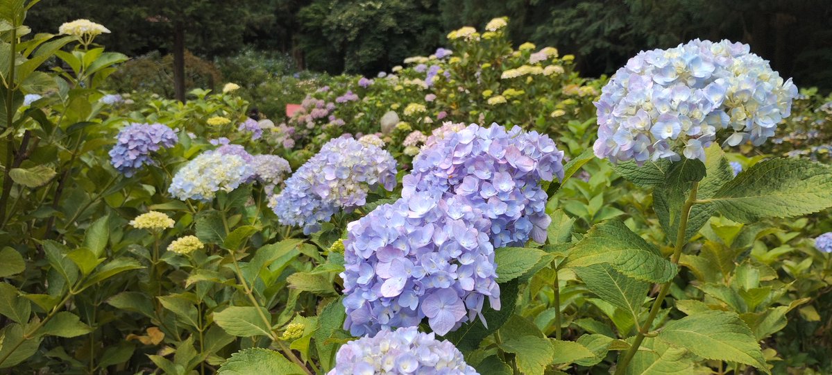 ysatemu's tweet photo. ここ数年は花が焼けちゃってるなぁと… https://t.co/gUVBQ1jn5X