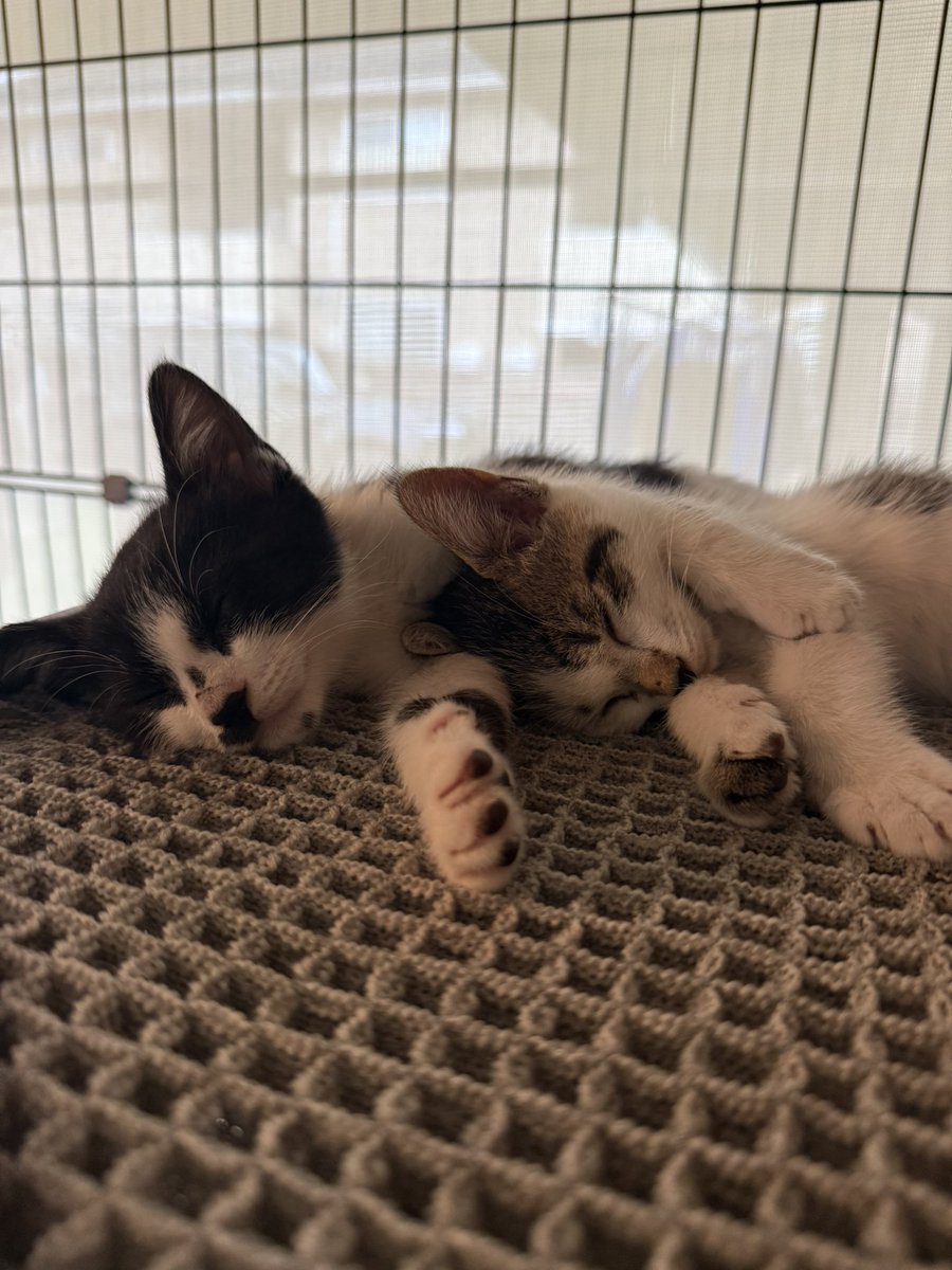 1nosukeKyotaro's tweet photo. 寝る時も常に一緒。どっちがアニキなんだろう🐈

#保護猫 https://t.co/F6hKyp2bME