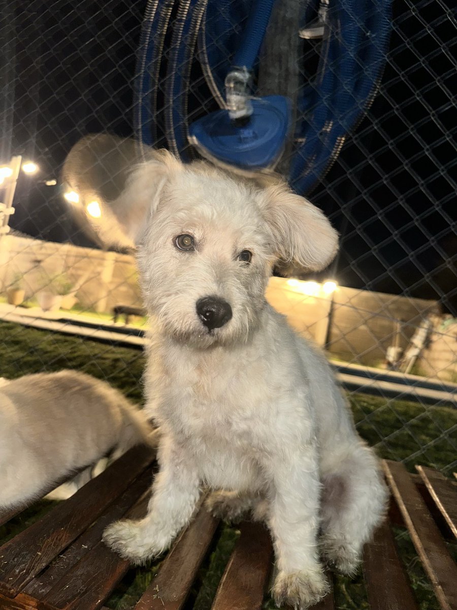 miriluna15's tweet photo. Dicen que los perros solo pasan una parte de su vida con nosotros, pero ellos son capaces de cambiar la nuestra para siempre.Gracias por tanto amor, por tu fidelidad y por cada momento compartido. Nos dejaste un dolor inmenso, pero también los recuerdos más lindos. https://t.co/OPpQs9tQpJ
