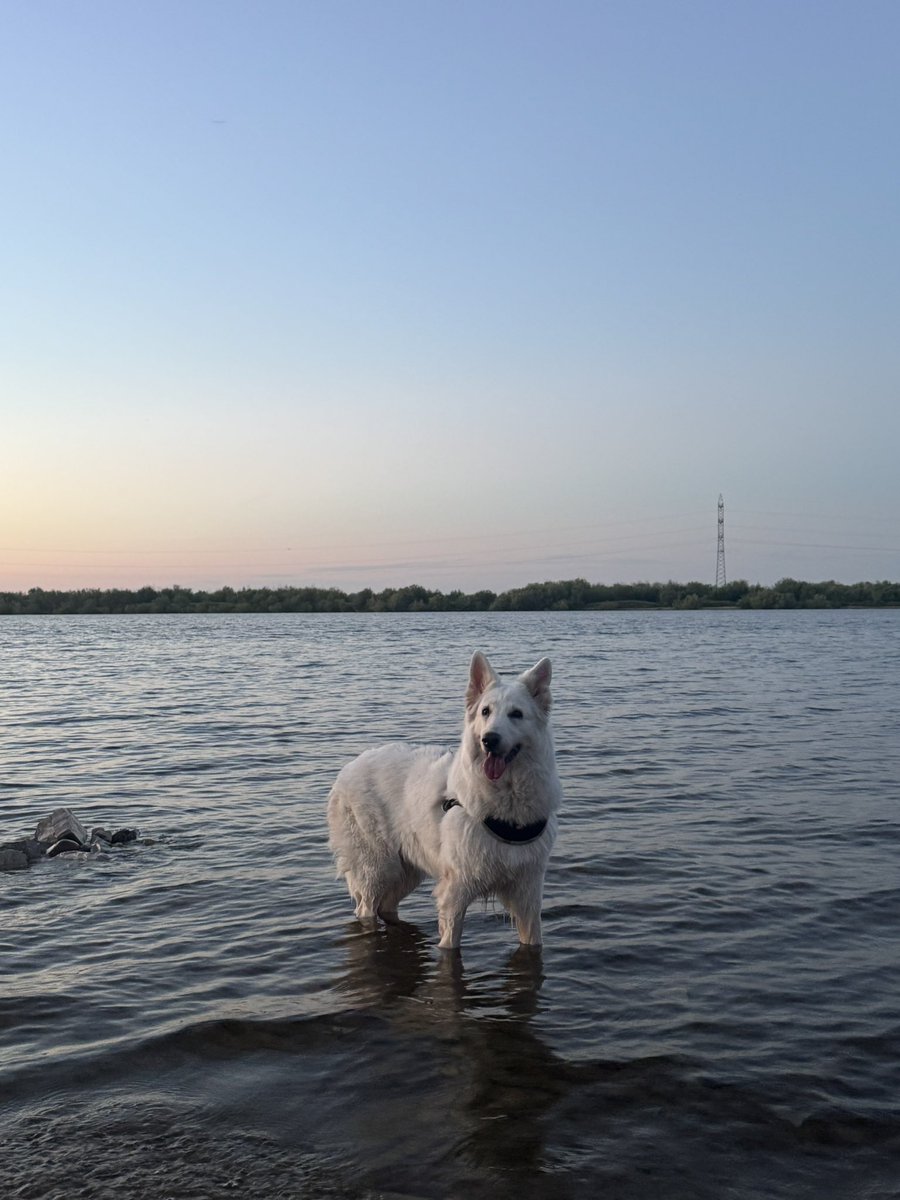 coolpoohday's tweet photo. вчера она неловко залезла лапами в воду на закате дня my baby 🤲🏻 https://t.co/REVbY3EoIw