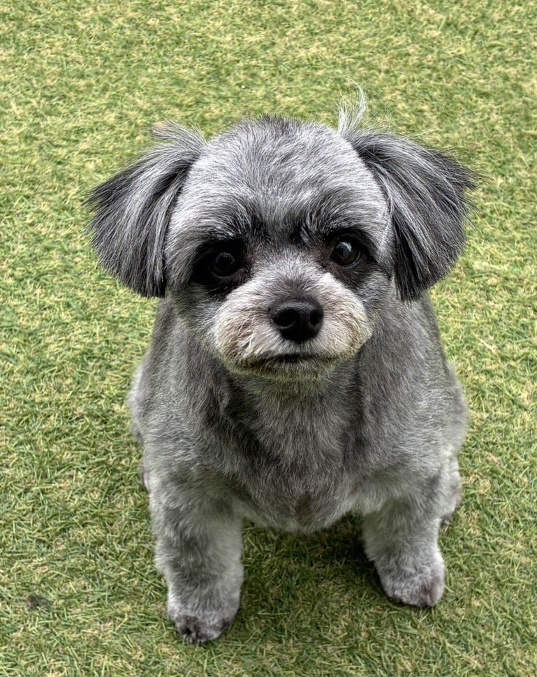 rizusaaaaan's tweet photo. 今日でお迎えして1年🫶💕
君ほんとに同じ犬？ https://t.co/I4Ag0zQLfs