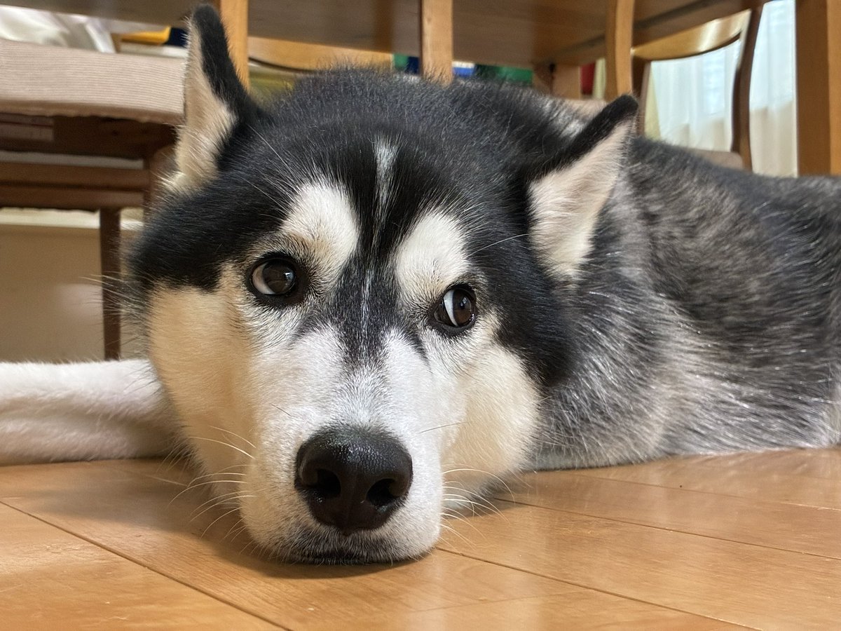 gakuyasan's tweet photo. 横目した時の白目愛好会Σ( //ω// ) https://t.co/ZtPfNJirJ8