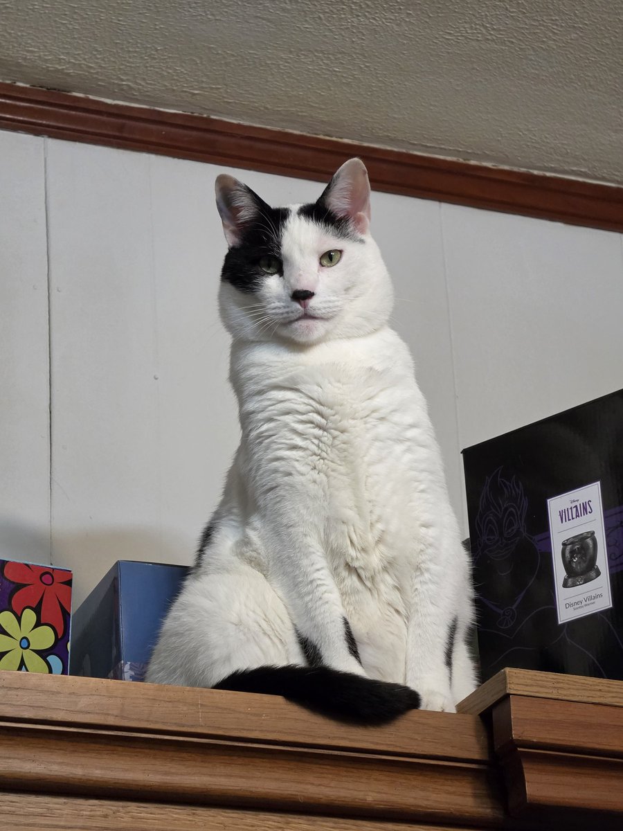 nerothecryptid tweet picture