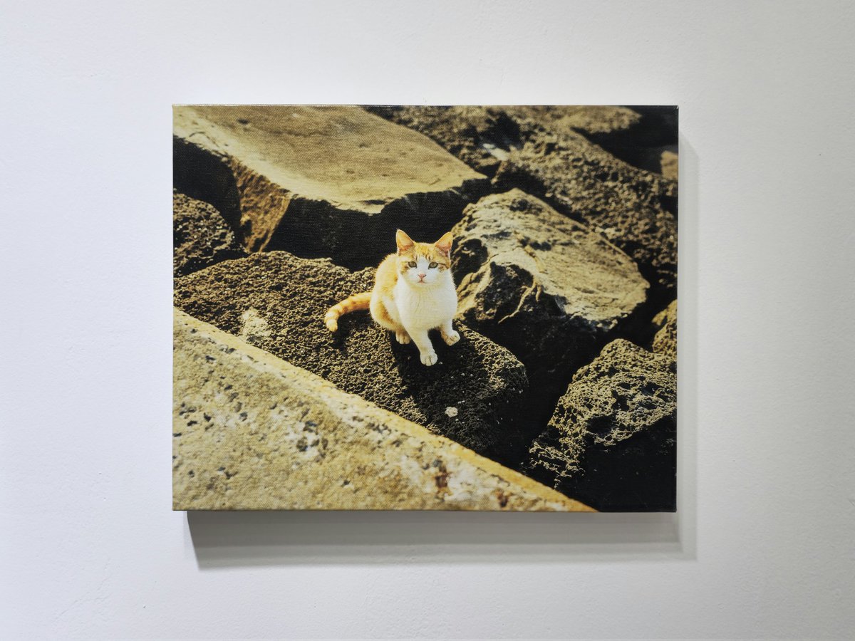 eR_der_'s tweet photo. チェジュ島に住む猫たちがテーマの小さな写真展に行ってきました🐱 (エコバッグもひとつ買っちゃいました)
#みゃーちゃんあのね https://t.co/j1IoGm6QJX