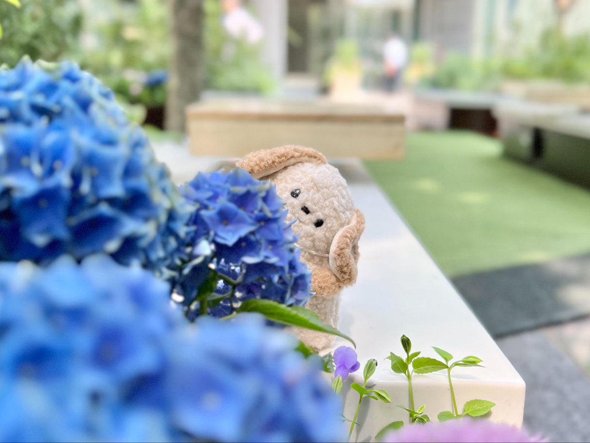 chirari_s's tweet photo. 雨も楽しんで
#ちらりズ　#いぬち https://t.co/0ODw60mjXP