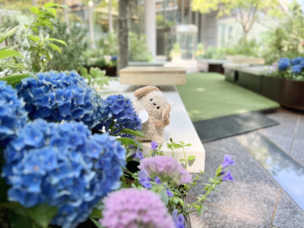 chirari_s's tweet photo. 雨も楽しんで
#ちらりズ　#いぬち https://t.co/0ODw60mjXP