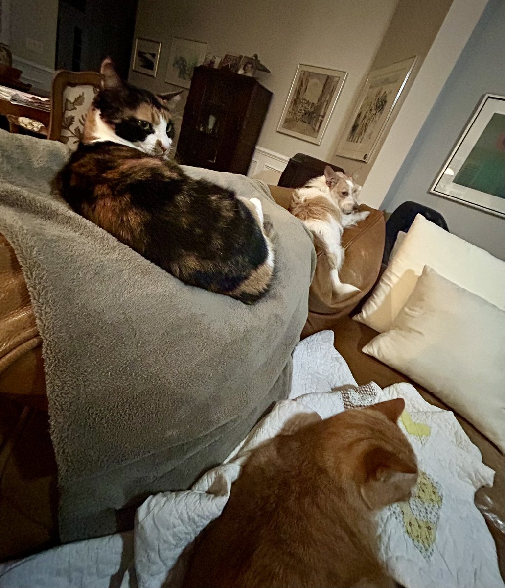 nhefter's tweet photo. @mmpadellan My critters have put themselves safely in the exact middle of my house. Thankful that my Eddie really doesn’t care about the fireworks, but he is worried about his kitties. https://t.co/9QpBpf00hY
