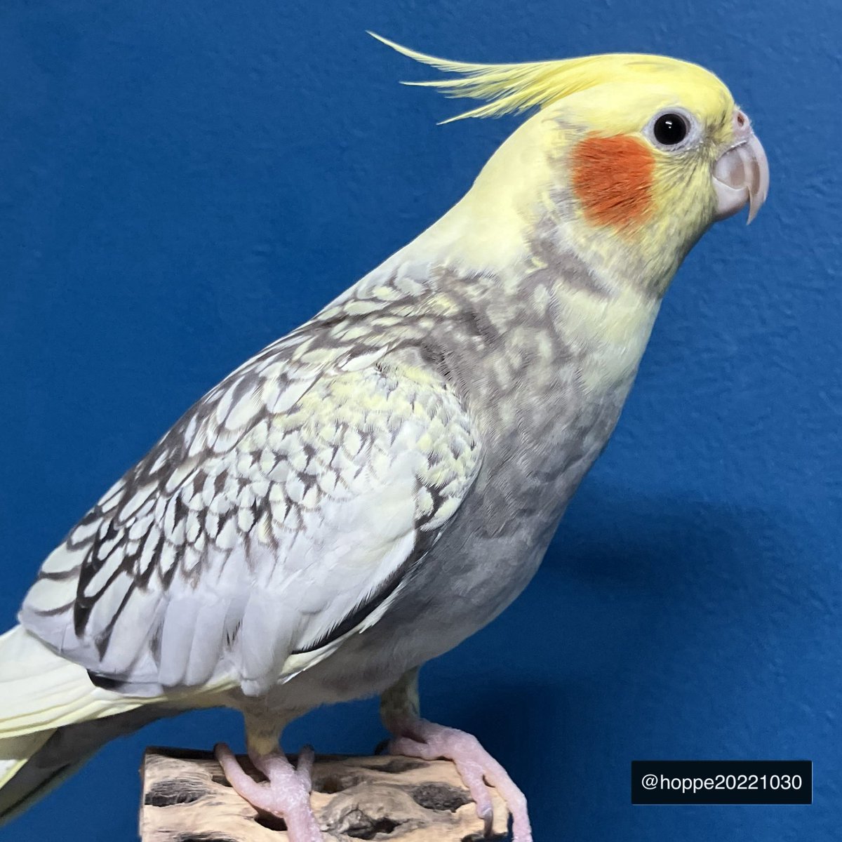 オカメインコ お待たせ！ 放鳥本番ですよー 今日のお体重は92.2g #オカメインコ