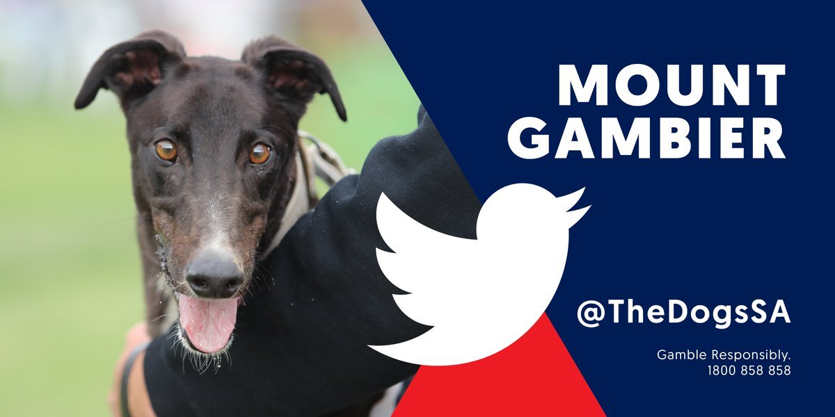 TheDogsSA tweet picture