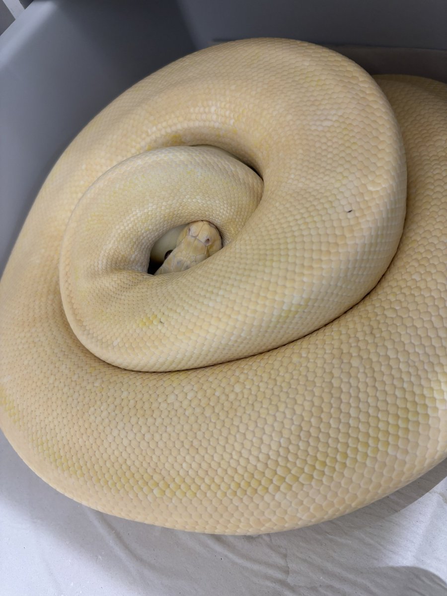 na___Python tweet picture