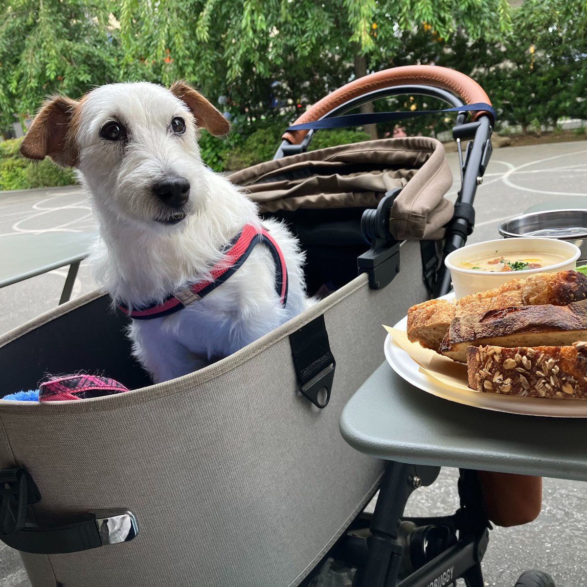 111_rg's tweet photo. 犬とうまい飯
麹町のおいしいパン屋さん。サラダはドレッシング液がたっぷり染みたキヌアがちらしてある。液が皿の底に溜まらなくて良いアイデア。玉ねぎの冷たいポタージュはとろりと甘い。そして抜群にパンが美味い。 https://t.co/B8KSzCvMtx