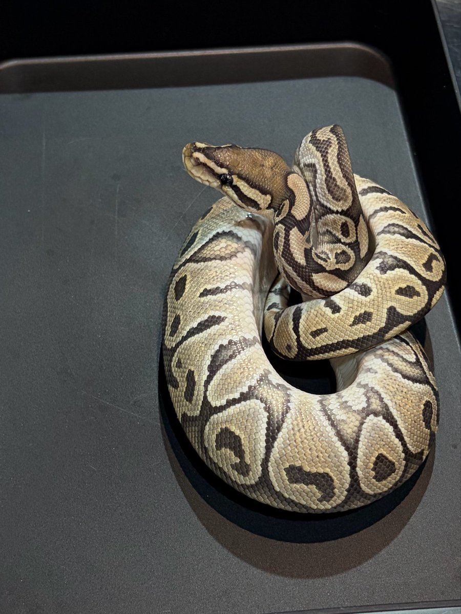 arutyuudesu's tweet photo. 本日もオープンしております🐍
#ボールパイソン
#codeZERO https://t.co/5a0LL7wsVY