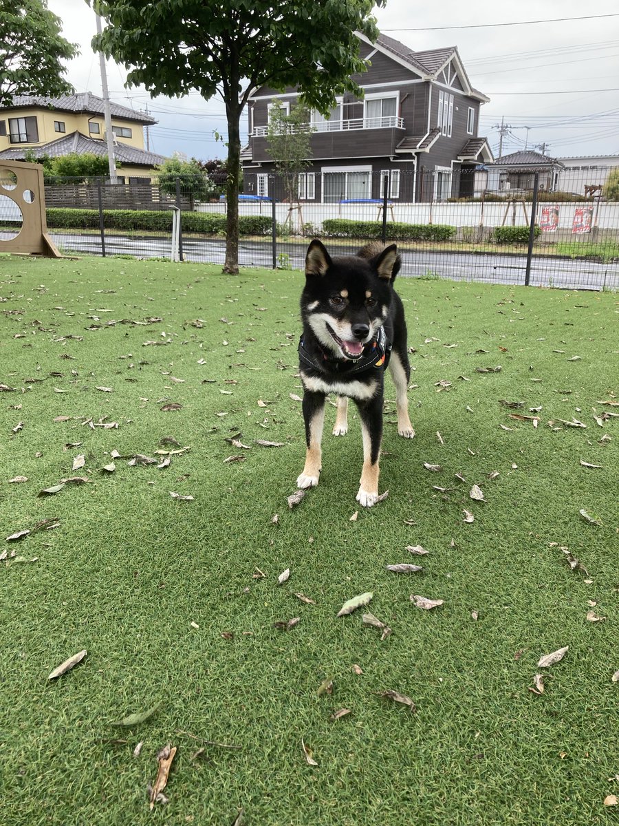 umasoann's tweet photo. 今週もいつものドッグランに行きました。
直前まで雨が降っていたようでお友達はいませんが、ボール遊びをしました。 https://t.co/QXr43AfMwk