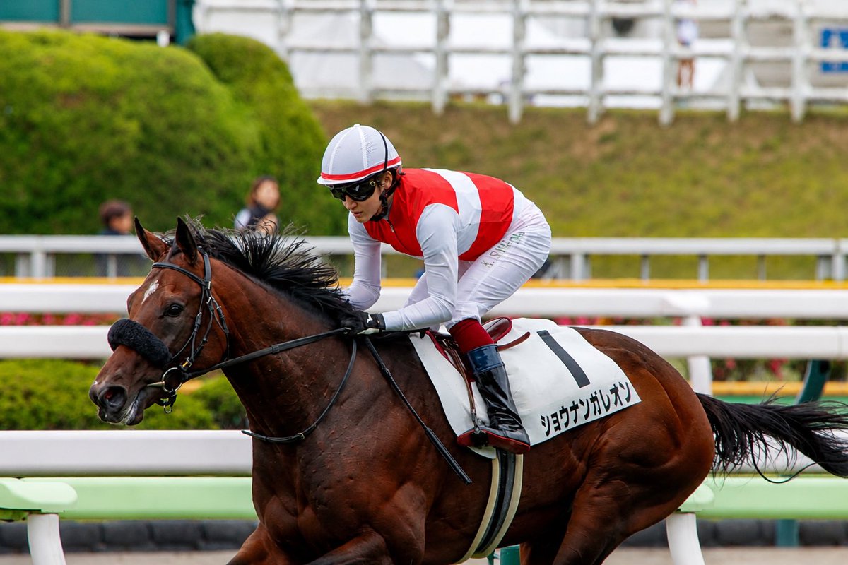 Mdryu221's tweet photo. 函館5R 新馬戦
鮫島克駿騎手×ショウナンガレオン

話題のフライトライン産駒2.1億円ホース
ショウナンガレオンが圧勝でした！
なんとレコード勝利！！！

#函館競馬 #新馬戦 #フライトライン #ショウナンガレオン #鮫島克駿 https://t.co/4zHPzHAC3y