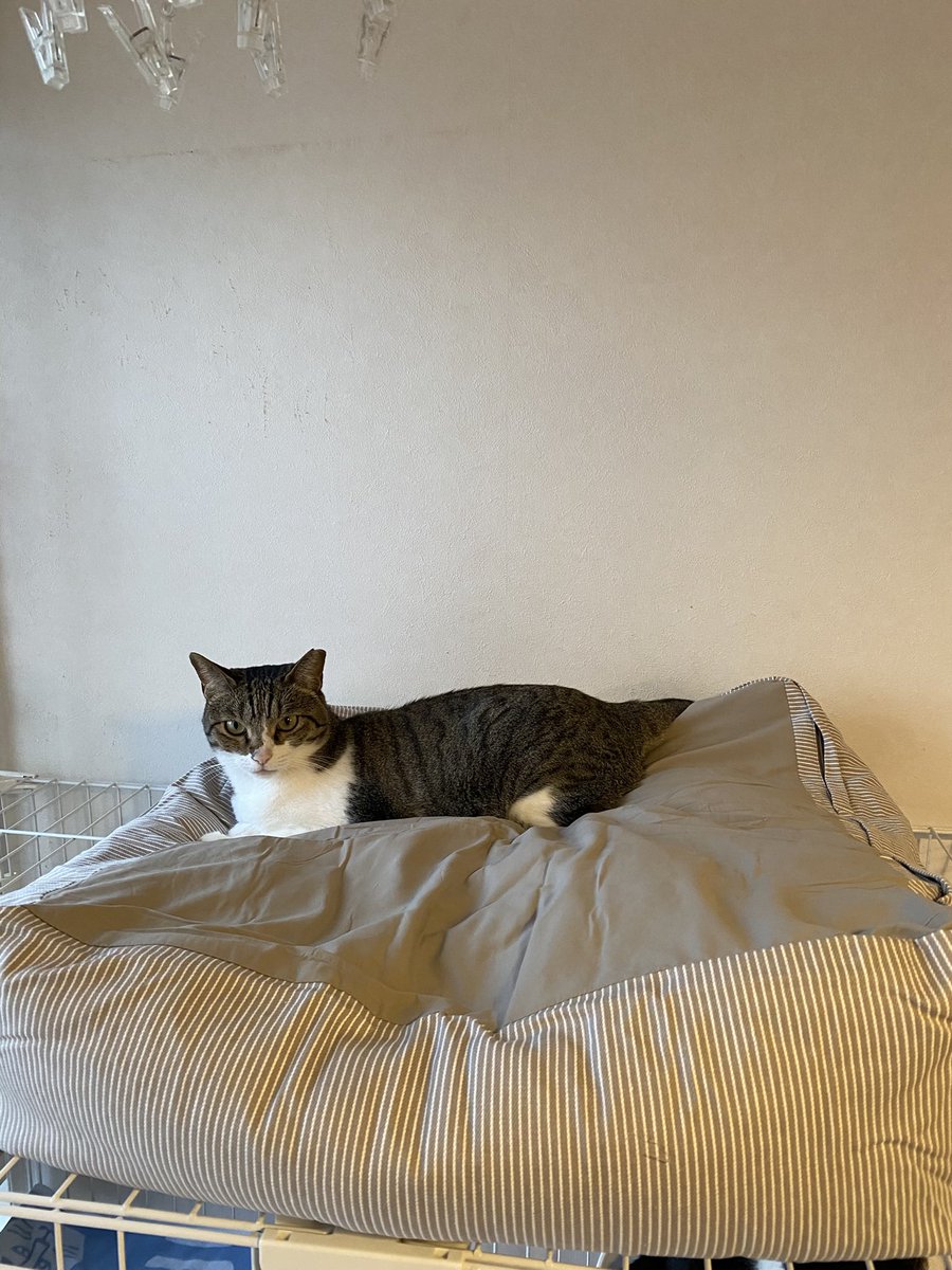 kkkojukei's tweet photo. 無印のペット用クッション

気に入ったようです🐈‍⬛ https://t.co/PdnxXUm0N1