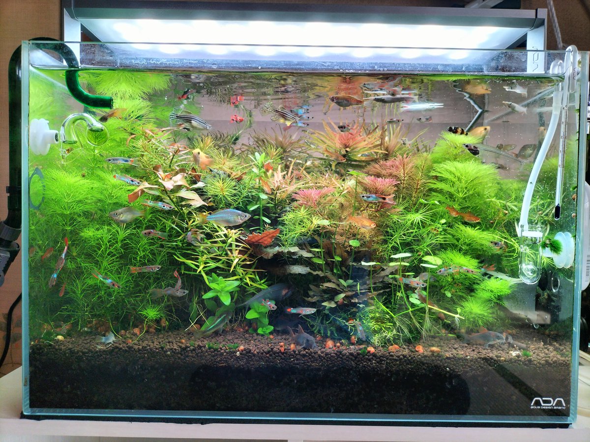 Ryo_skycruiser's tweet photo. 今日のメイン水槽🌱🐟️ https://t.co/KArsKU9tkH