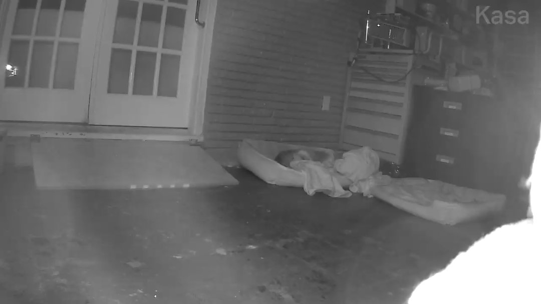 lisabergstrom79's tweet photo. What a difference between former street dogs and never lived outside dogs! Rufus and Gus (the 2 former street dogs) are both passed out in their room, completely unbothered by the fireworks popping off around us! https://t.co/JjX0dOPZyS