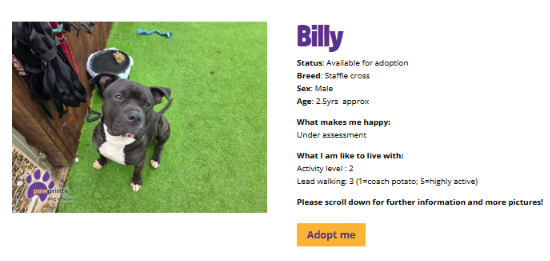 PDRescue's tweet photo. 💜 BILLY 💜

https://t.co/InSyyLEIBS

https://t.co/Dca5S3qu3N 

https://t.co/5LqreWqE3M 

#adoptdontshop #Warwickshire #rescuedogs https://t.co/PV6CmPA25y