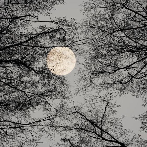 kooromi19's tweet photo. watcher of the nights https://t.co/UYjEms6rJH