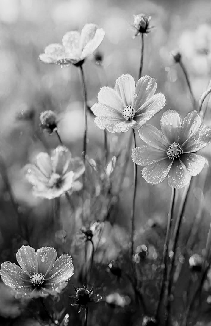 m77481070's tweet photo. "Que ta vie soit comme une fleur sauvage poussant librement dans la beauté et la joie de chaque jour."

 Sagesse Amérindienne https://t.co/knIus9htik