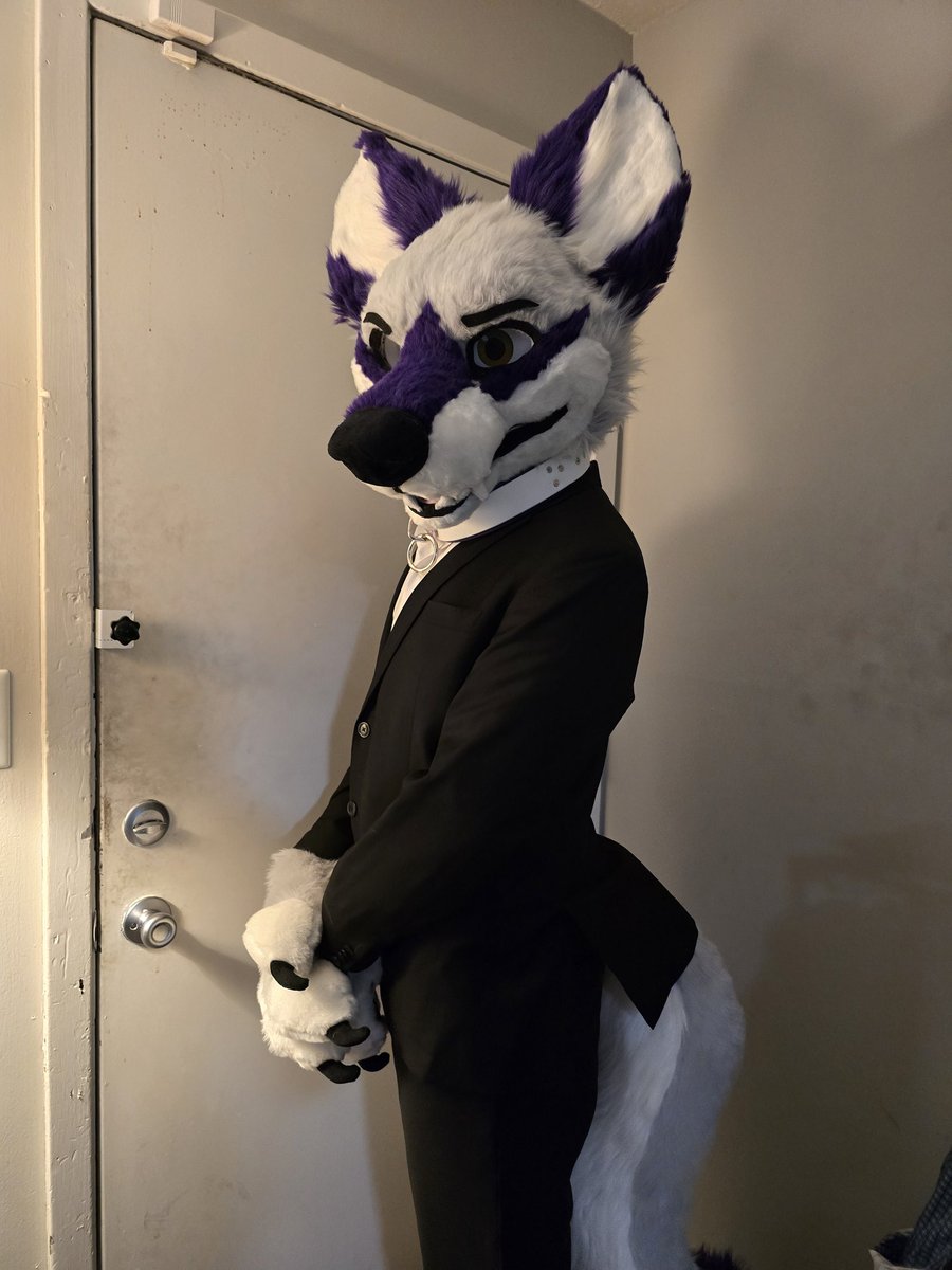 NoonTheWolf's tweet photo. I seemed to have misplaced my tail last night at the Omni hotel at AC, it's a white and grey tail with a purple tip and rainbow webbing, I've already asked the hotel and con staff and would really appreciate the help in getting it returned to me https://t.co/vSHq5BZWhE