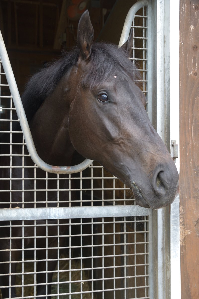 Famous_Silk's tweet photo. エウゲニオス / NF早来
相変わらず見栄えのする馬体で、話題のエフフォーリア産駒という点を抜きにしても、関係者の期待値は高い。もう少し牧場で調整するプランもありましたが、今週中に本州へ移動する予定。まずはゲート試験を受け、その後ひと息入れたうえで、10月の東京開催でのデビューを目指す。 https://t.co/0TzwwB1xjG