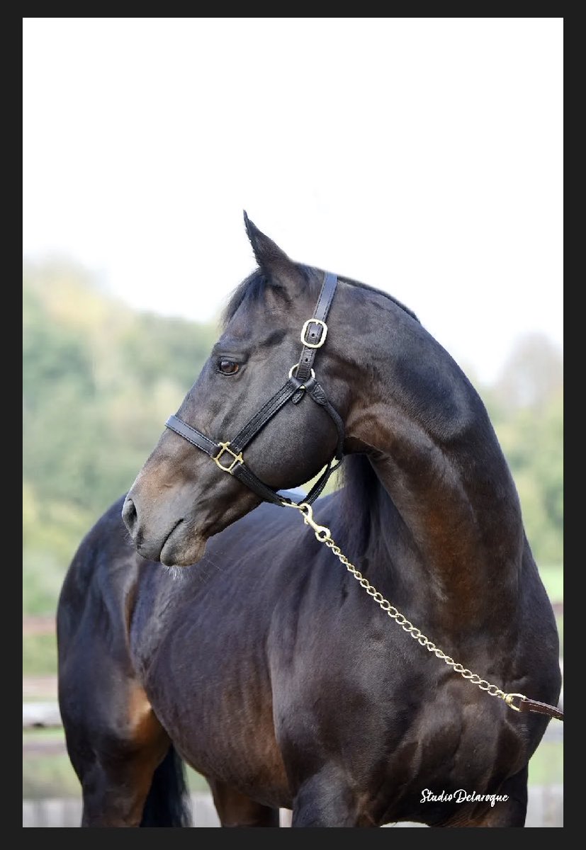 MarchHareStud's tweet photo. Saturdays winners March Hare Stud see… 

🥇DANCING DESTINY winning the Listed @NaasRacecourse -MAGNA GRECIA🏛️🔥

🥇QUANTUM POWER making it a hat trick of wins @NewmarketRace - SUPREMACY🛡️🔥

🥇INVINCIBLE RUBY her second win out of three runs @CarlisleRaces 

Well done to all connections 🏇🥂🍾

#followtherabbit￼🐇