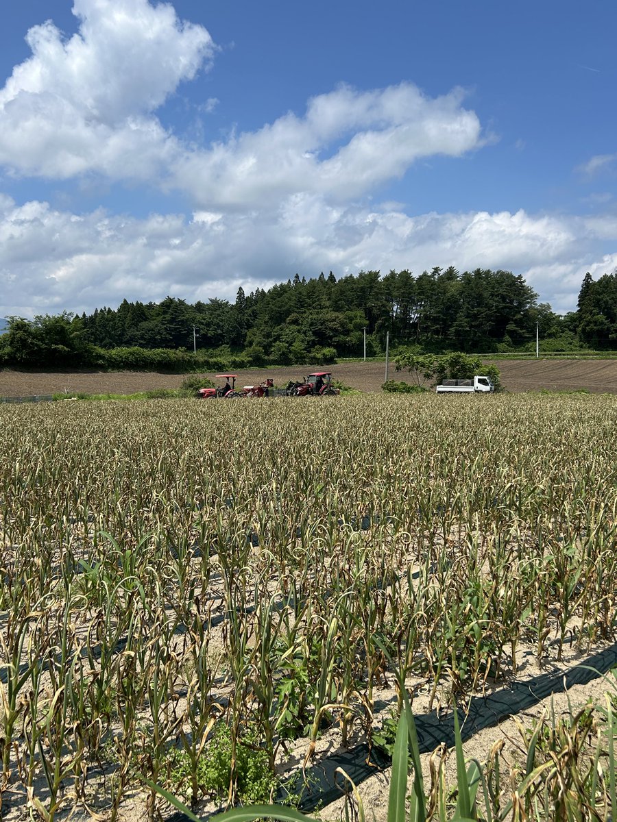 SawadaFarm's tweet photo. 今日は日曜日でおやすみですが
昨日のにんにく掘りの様子です。
6月中旬から始めてまだですが
これでも順調にきています！
ラスボスの一枚、月曜日からも頑張ります。
#沢田ファーム
#にんにく
#青森県 https://t.co/h5DeeuvIXX