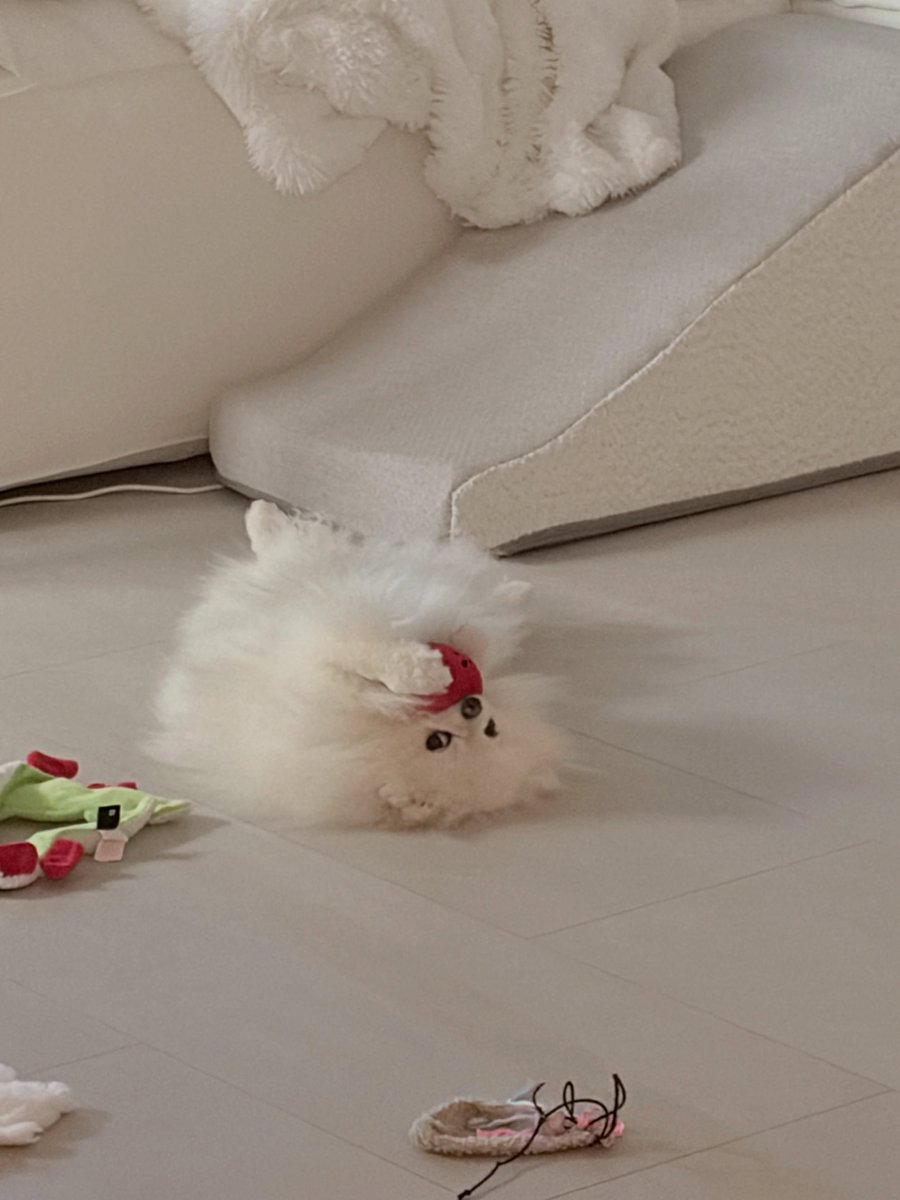 deobimom's tweet photo. DOMDU #DOMDU #돔두 ig 🐩📸 https://t.co/4NALUYeU3Y