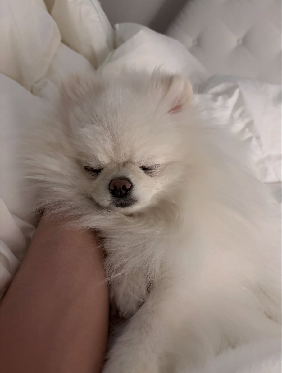 deobimom's tweet photo. DOMDU #DOMDU #돔두 ig 🐩📸 

arm pillow oppa https://t.co/Ns4katxdTi