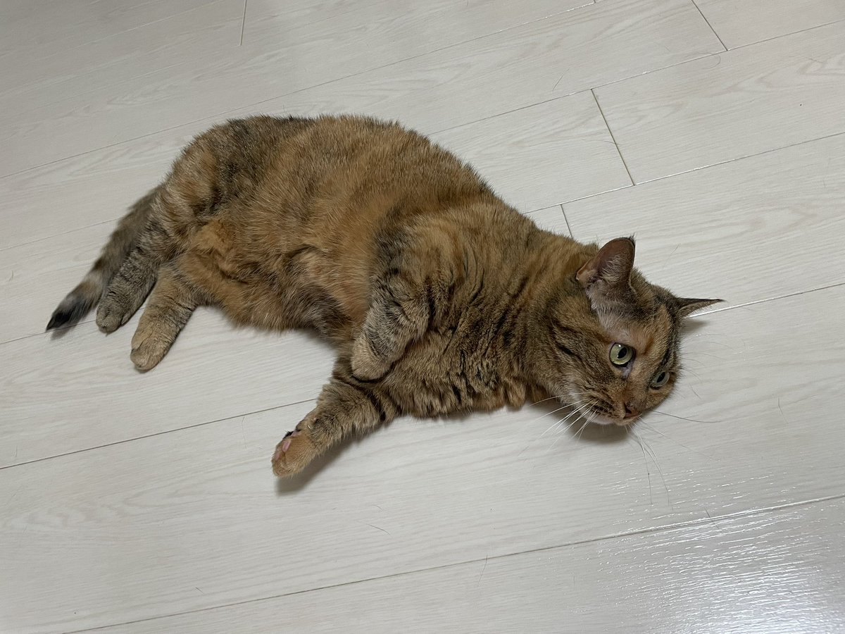 mheyheym's tweet photo. ただいま🐈🐾 https://t.co/WdcfhCgRHT