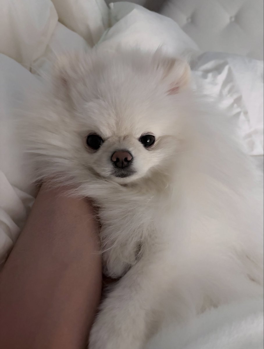 deobimom's tweet photo. DOMDU #DOMDU #돔두 ig 🐩📸 

arm pillow oppa https://t.co/Ns4katxdTi