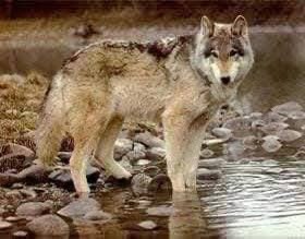 akiluno_a's tweet photo. يروى انه في أحد الأيام ،مرّ الثعلب 
من جانب الديك .
فقال له :  يا ديك سمعت صوت أبوك مرة ، فأعجبت به كثيراً وتمنيت
 لو أسمعه مرة ثانية .
فقال له الديك :  صوتي جميل 
كصوت أبي .
وأغمض الديك عينيه ليصيح بصوته ، فانقض عليه الثعلب وهرب به بعيداً، فركضت خلفه جميع
 كلاب القرية .
فقال الديك للثعلب الذي يمسكه : 
إذا أردت أن تتخلص من هذه الكلاب ،
فقل لهم إن هذا الديك  
ليس من قريتكم .
فتح الثعلب فمه ليتكلم ، فسقط الديك 
من فمه وهرب 
فقال الثعلب : 
 قبّح الله الفم الذي يتكلم حينما
ينبغي له أن يصمت . 
فأجابه الديك :
 وقبّح الله العين التي تغمض حينما  
ينبغي لها أن تستيقظ .