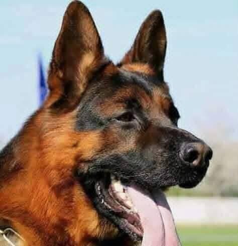 akiluno_a's tweet photo. يروى انه في أحد الأيام ،مرّ الثعلب 
من جانب الديك .
فقال له :  يا ديك سمعت صوت أبوك مرة ، فأعجبت به كثيراً وتمنيت
 لو أسمعه مرة ثانية .
فقال له الديك :  صوتي جميل 
كصوت أبي .
وأغمض الديك عينيه ليصيح بصوته ، فانقض عليه الثعلب وهرب به بعيداً، فركضت خلفه جميع
 كلاب القرية .
فقال الديك للثعلب الذي يمسكه : 
إذا أردت أن تتخلص من هذه الكلاب ،
فقل لهم إن هذا الديك  
ليس من قريتكم .
فتح الثعلب فمه ليتكلم ، فسقط الديك 
من فمه وهرب 
فقال الثعلب : 
 قبّح الله الفم الذي يتكلم حينما
ينبغي له أن يصمت . 
فأجابه الديك :
 وقبّح الله العين التي تغمض حينما  
ينبغي لها أن تستيقظ .